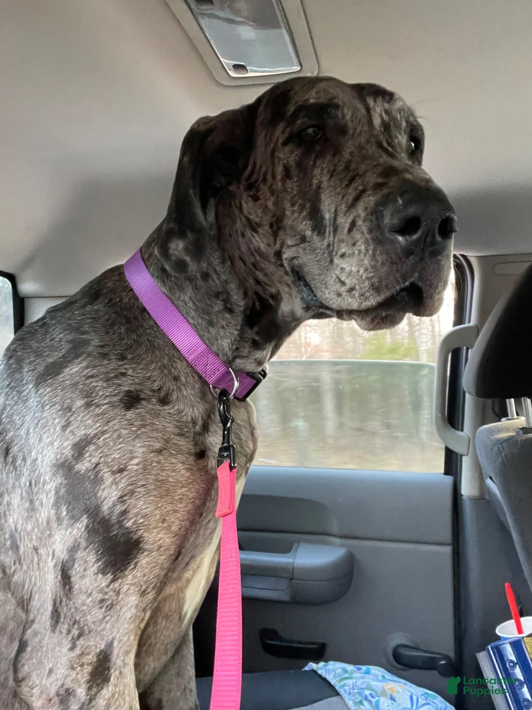 Great Dane dogs for sale: Chevy - Ad 2