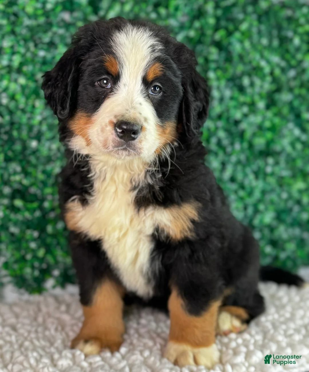 Bernese Mountain Dog dogs for sale: Luna  - Ad 6