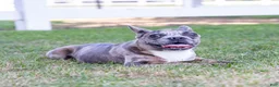 French Bulldog dogs for sale:  Ferrari  - Ad 5