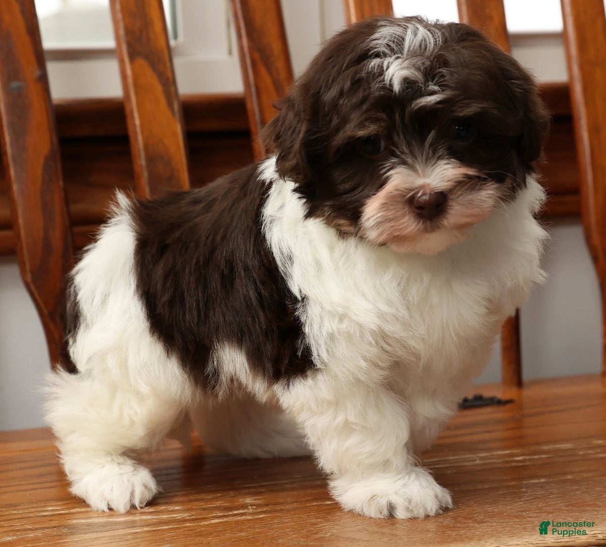Havanese dogs Zoey - Ad 2
