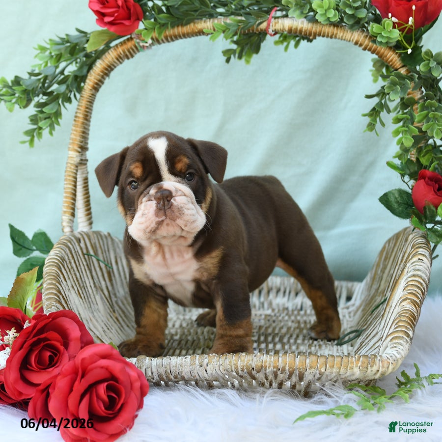 English Bulldog dogs for sale: Dallas - Ad 4