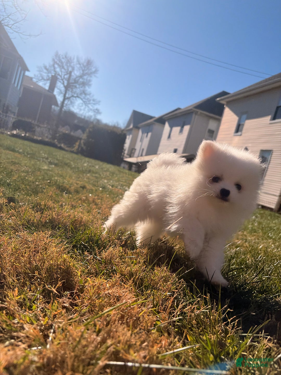 Pomeranian dogs for sale: snowy - Ad 6