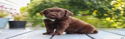 Labrador Retriever dogs for sale: Haven - Ad 5