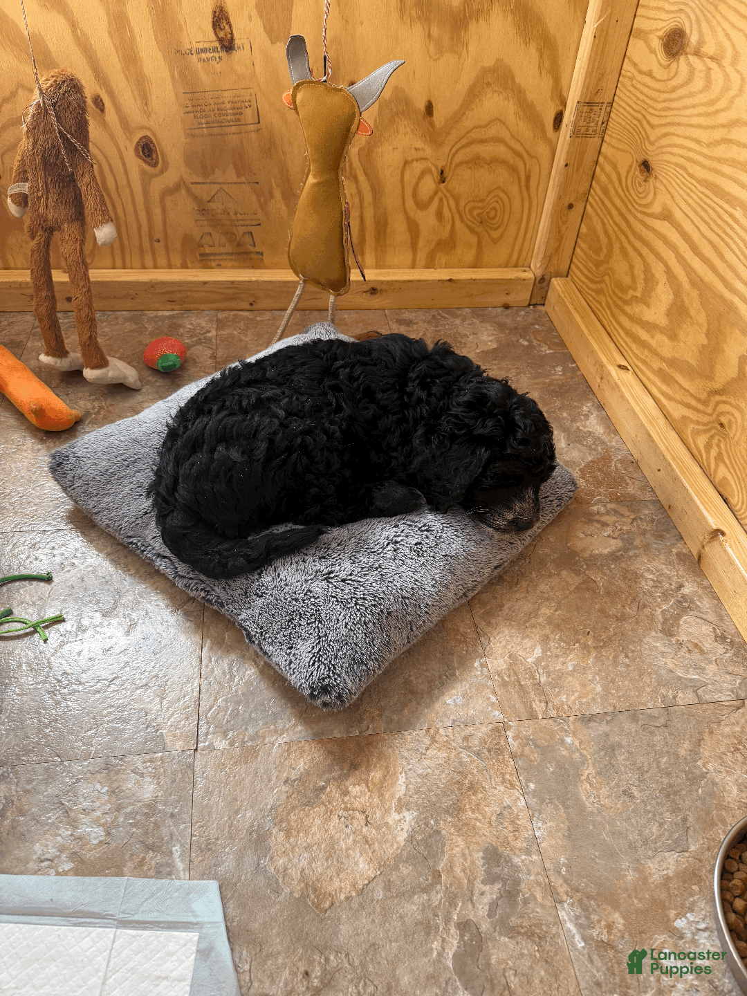 Mixed Breed dogs for sale: Henry - Ad 4