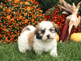 Maltipoo dogs - Ad 34