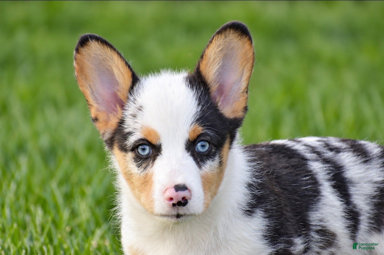 Welsh Corgi Pembroke dogs for sale: Tiger - Ad 1