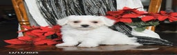 Bichon Frise dogs for sale: Duncan - Ad 5