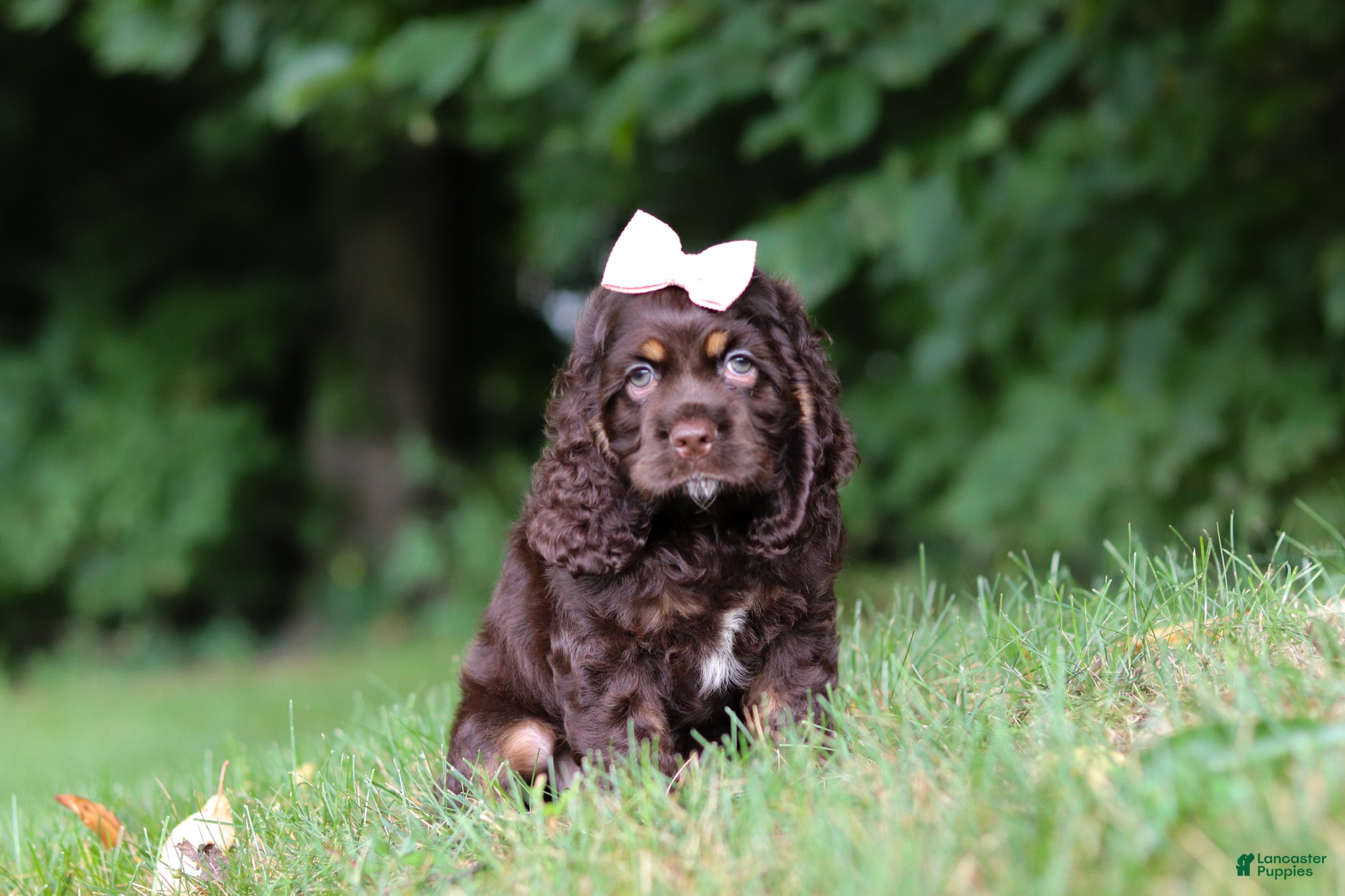 Cocker Spaniel dogs Ava - Ad 1