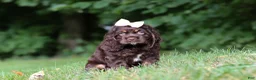 Cocker Spaniel dogs for sale: Ava - Ad 1