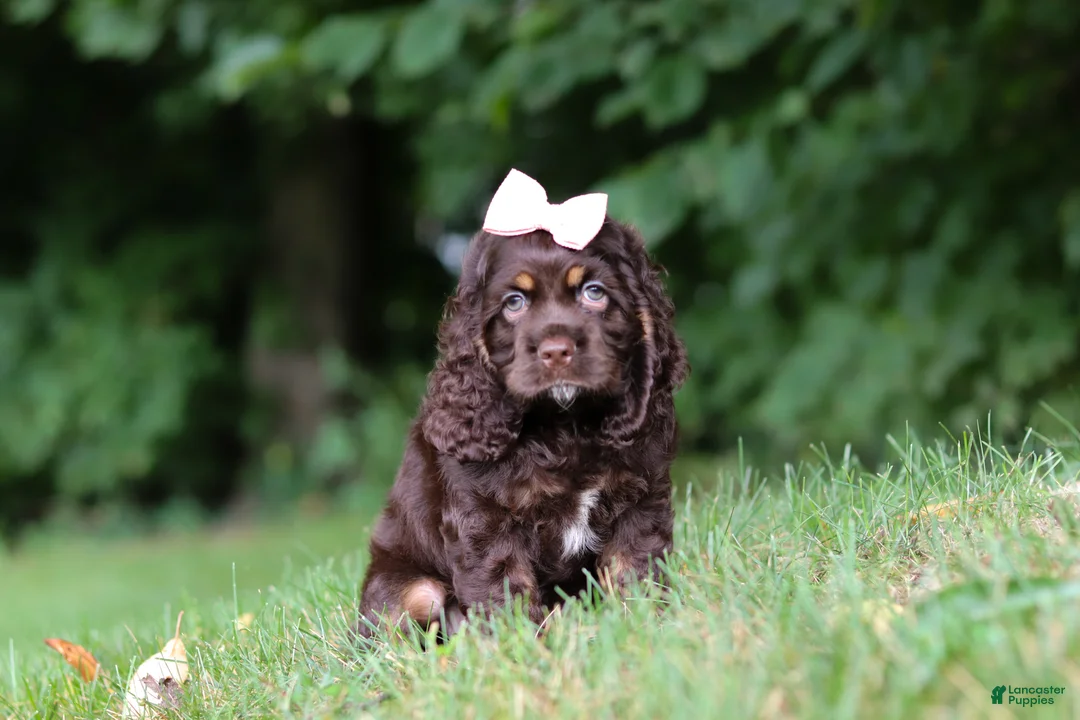 Cocker Spaniel dogs for sale: Ava - Ad 1