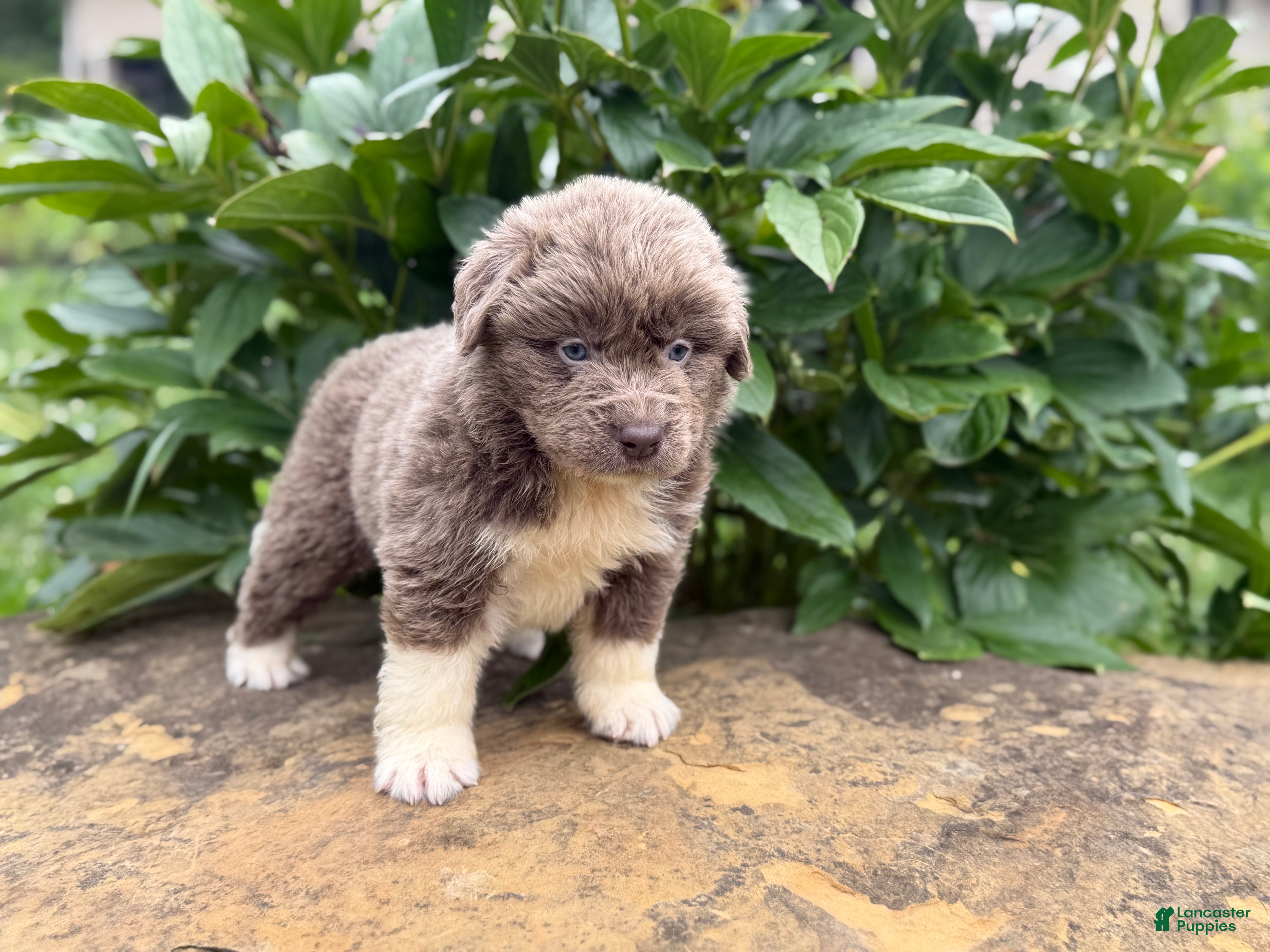 Newfoundland dogs Smarties DNA Clear OFA  - Ad 2