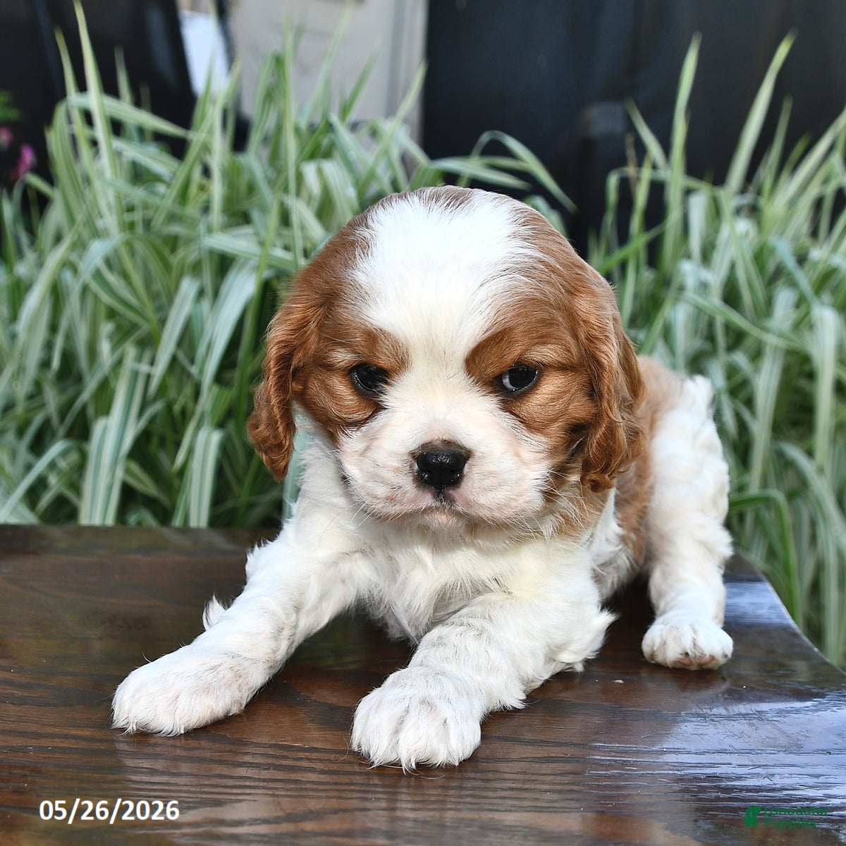 Cavalier King Charles Spaniel dogs Mandie  - Ad 2