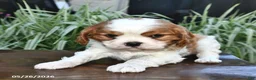 Cavalier King Charles Spaniel dogs for sale: Mandie  - Ad 2
