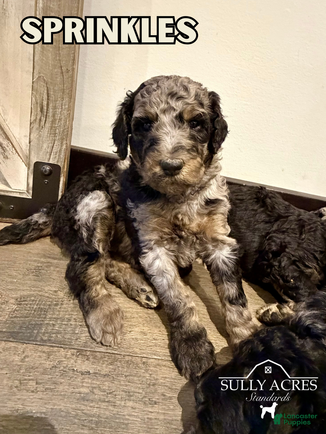 Standard Poodle dogs for sale: Sprinkles - Ad 3