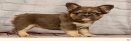 French Bulldog dogs for sale: Biscuit - Ad 1