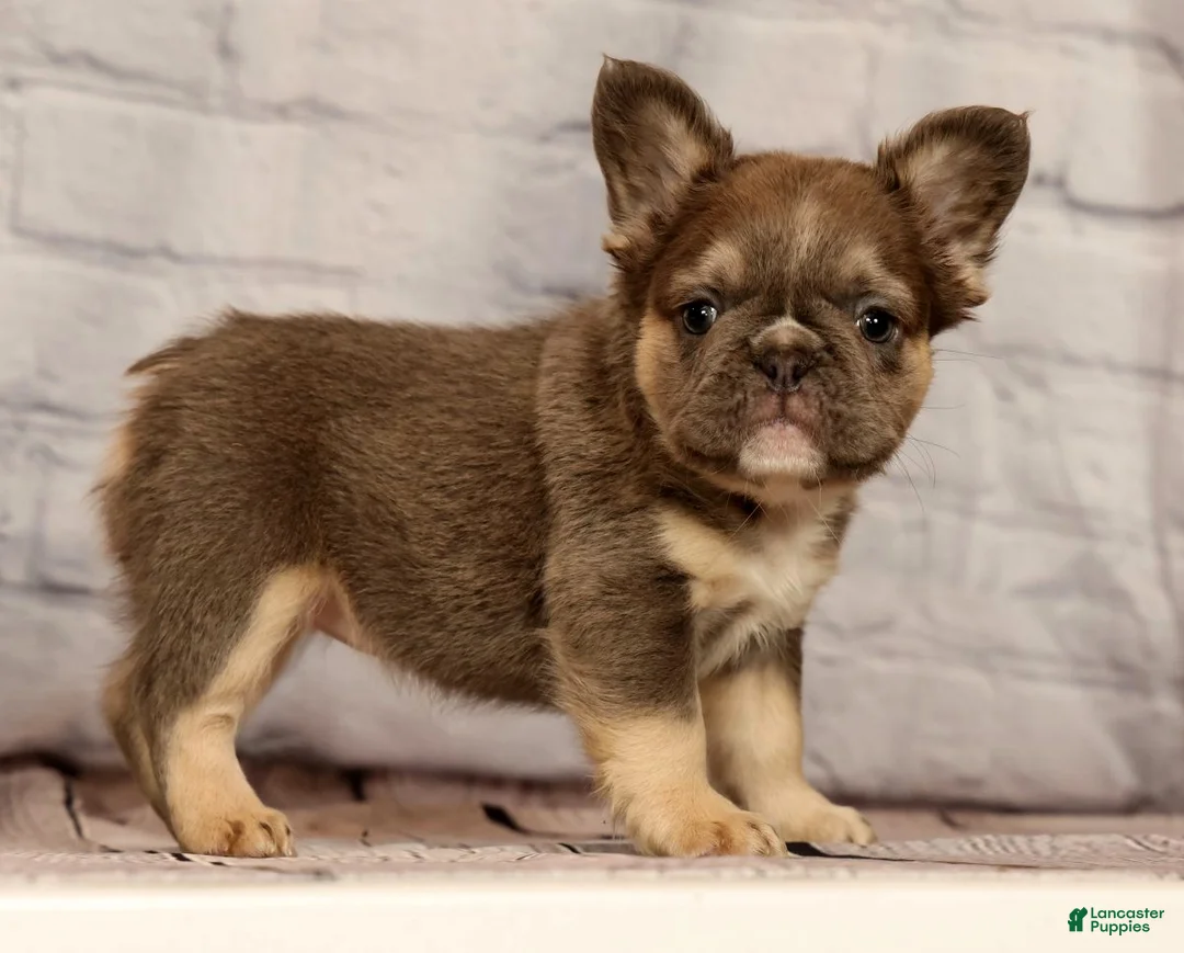 French Bulldog dogs for sale: Biscuit - Ad 1