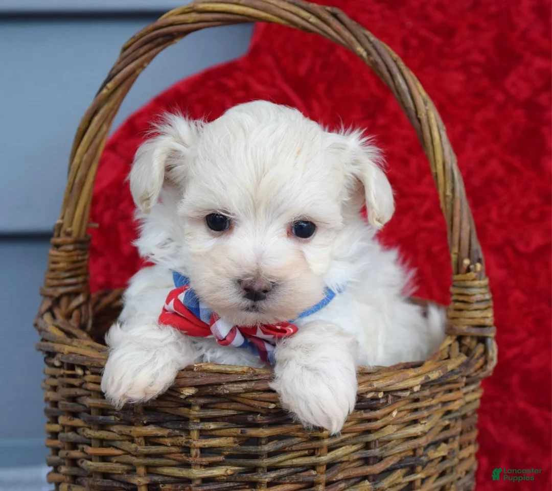 Maltipoo dogs for sale: Charlie  - Ad 6