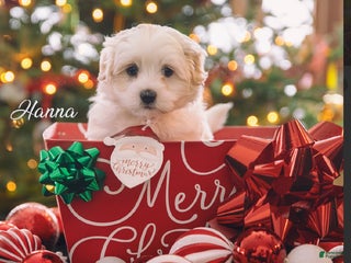 Coton De Tulear dogs Coton De Tulear Puppy 1. Hanna - Ad 19