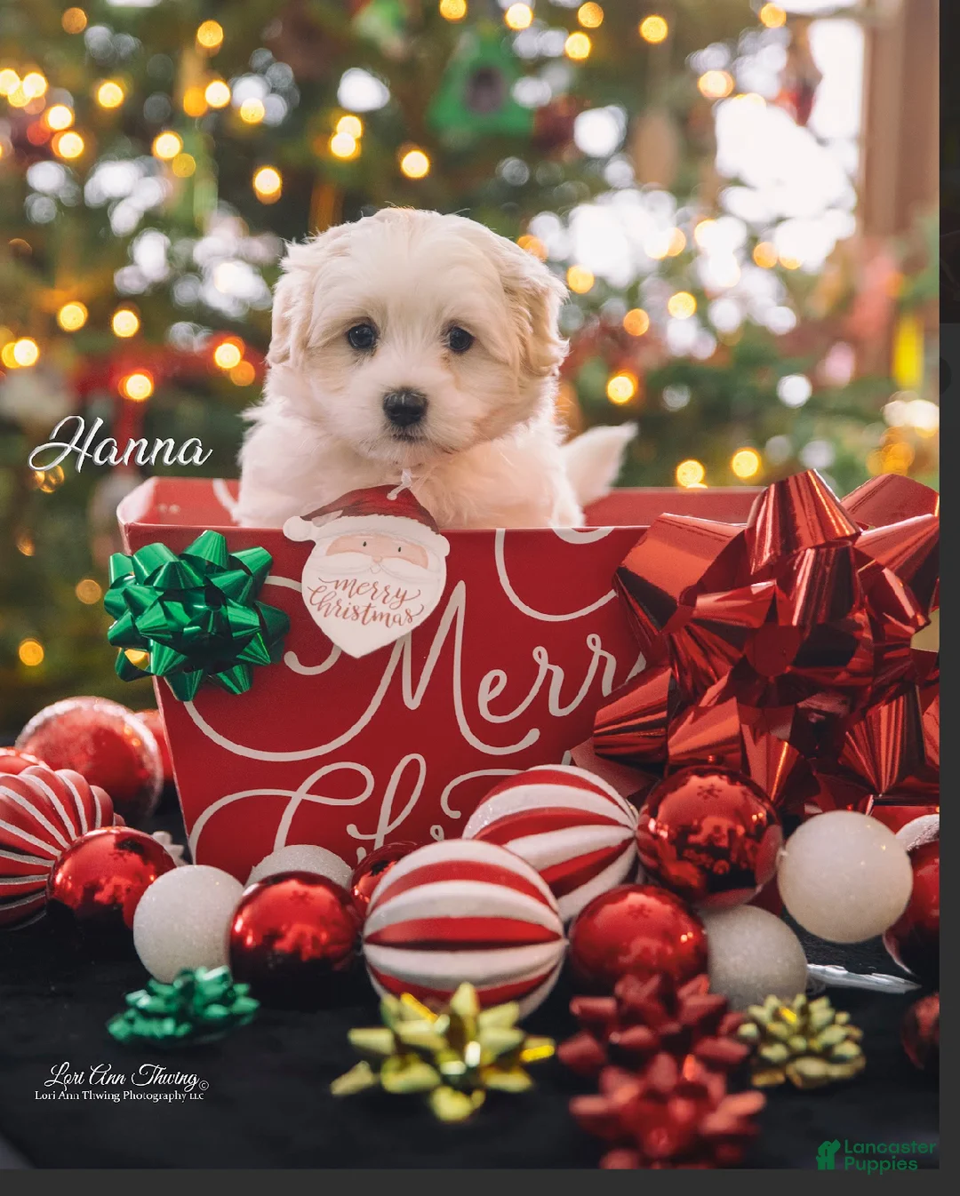 Coton De Tulear dogs for sale: Coton De Tulear Puppy 1.   Hanna - Ad 1