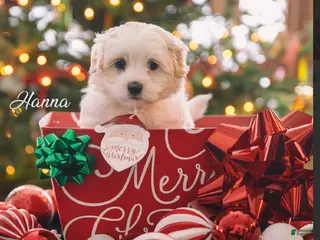 Coton De Tulear dogs Coton De Tulear Puppy 1. Hanna - Ad 3