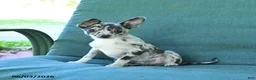 Chihuahua dogs for sale: Pebbles - Ad 4