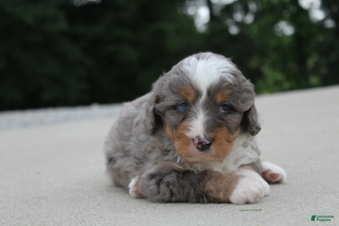 Mini Bernedoodle dogs for sale: Callie - Ad 1