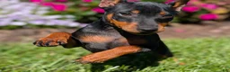 Miniature Pinscher dogs for sale: Spark - Ad 9