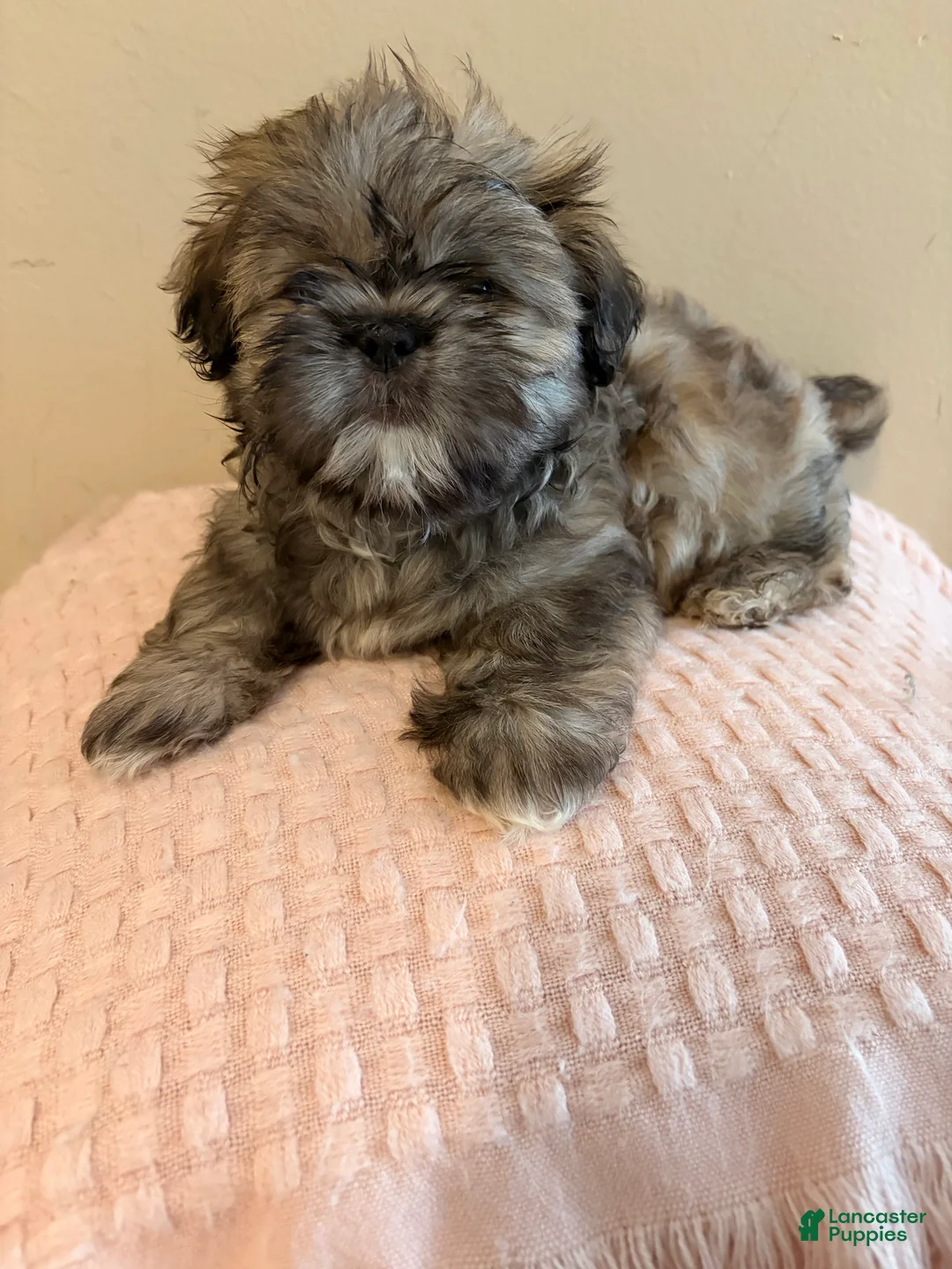 Shih Tzu dogs for sale: Princess - Ad 2
