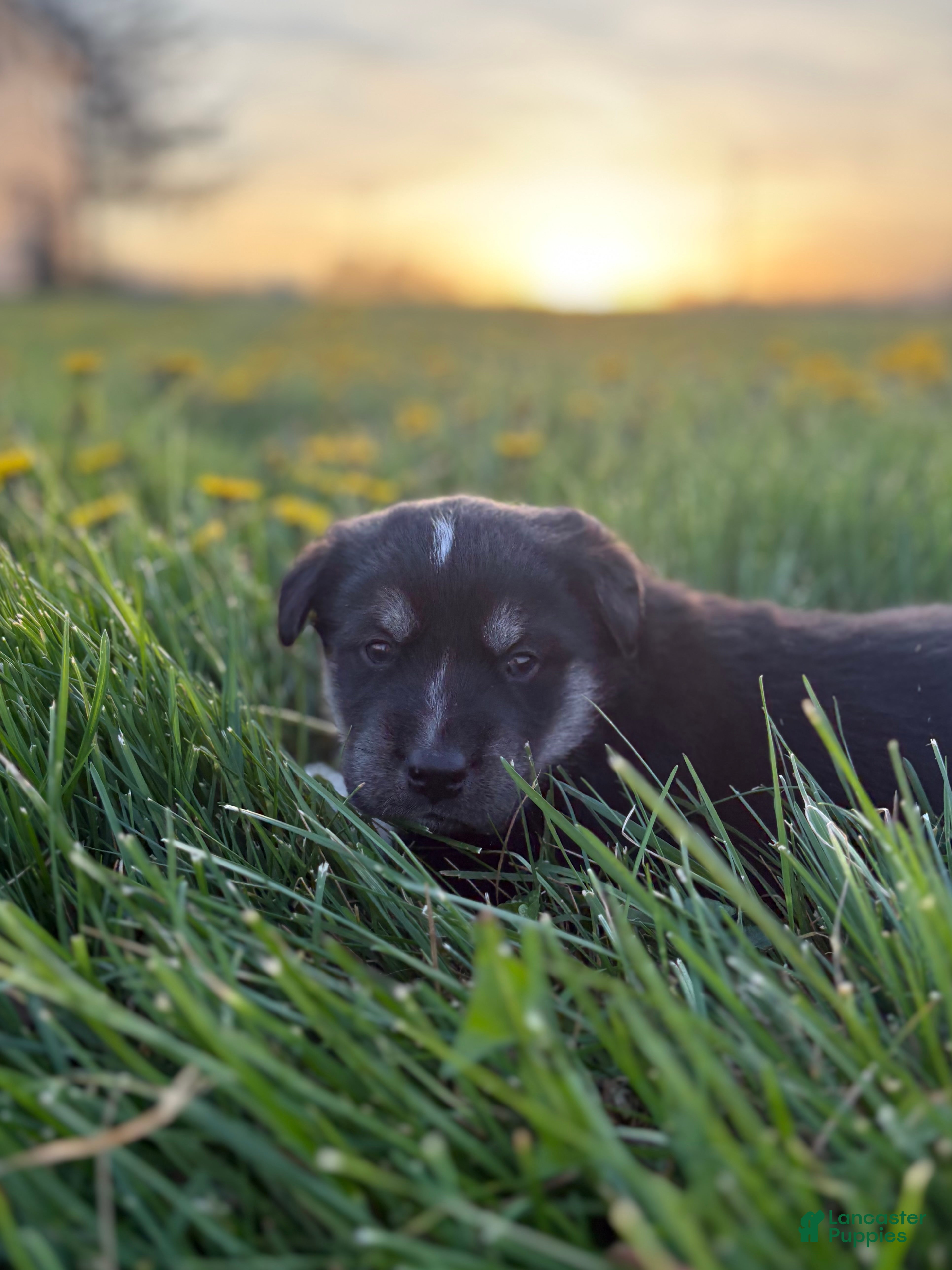 Goberian dogs Hopper - Ad 4