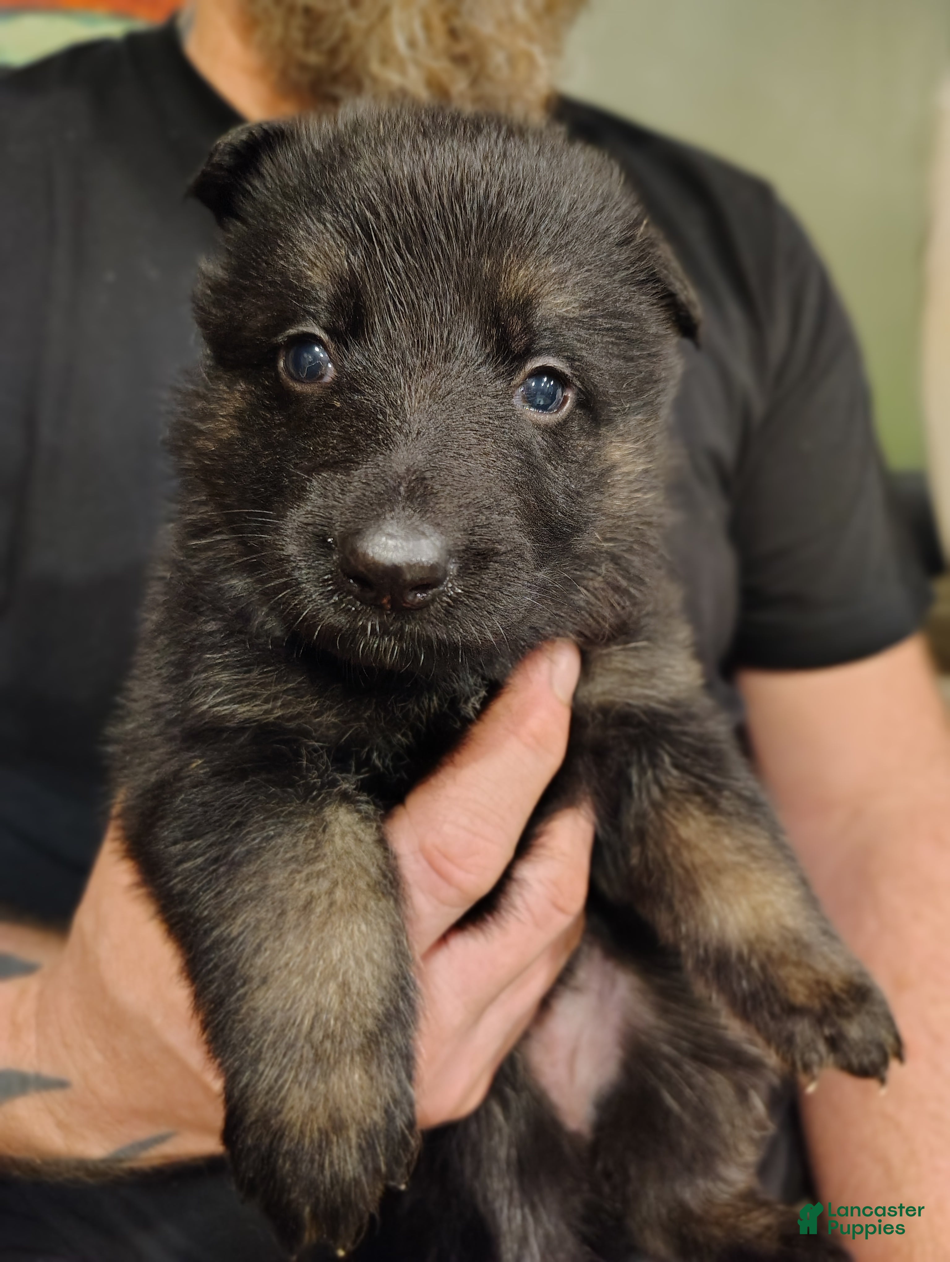 German Shepherd dogs Stella - Ad 40