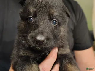 German Shepherd dogs Stella - Ad 40