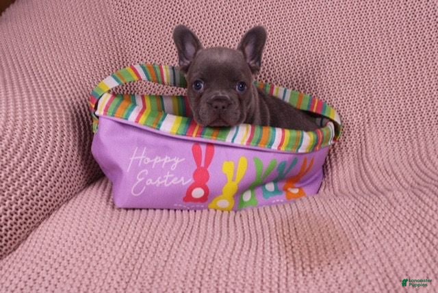 French Bulldog dogs Jimmy - Ad 2