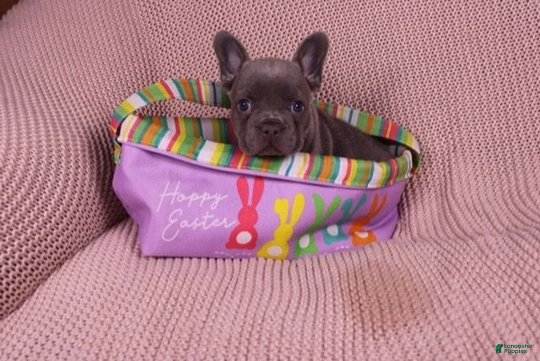 French Bulldog dogs for sale: Jimmy - Ad 2