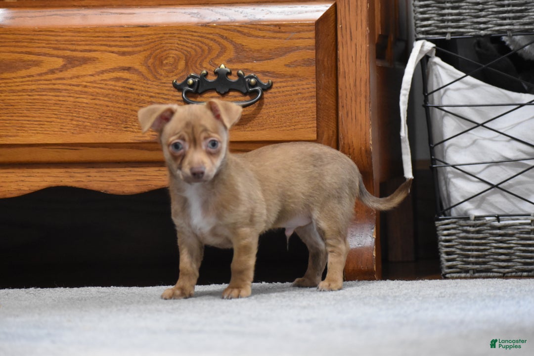 Chihuahua dogs for sale: Duke - Ad 8