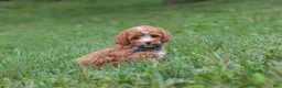 Cavapoo dogs for sale: Jaxon - Ad 6