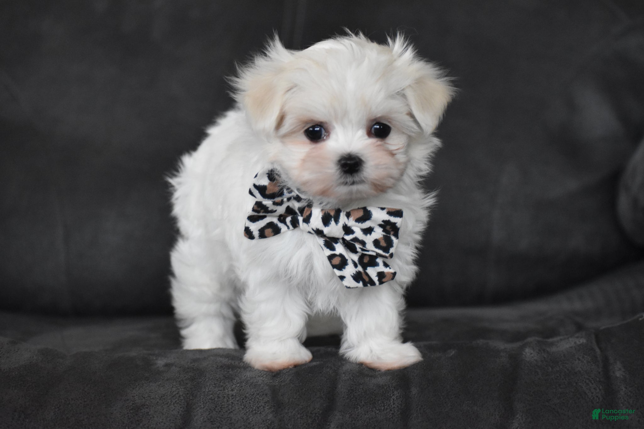 Maltese dogs Aria - Ad 1