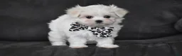 Maltese dogs for sale: Aria - Ad 1