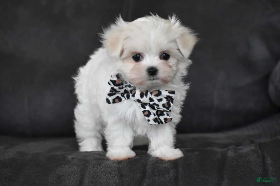 Maltese dogs for sale: Aria - Ad 1