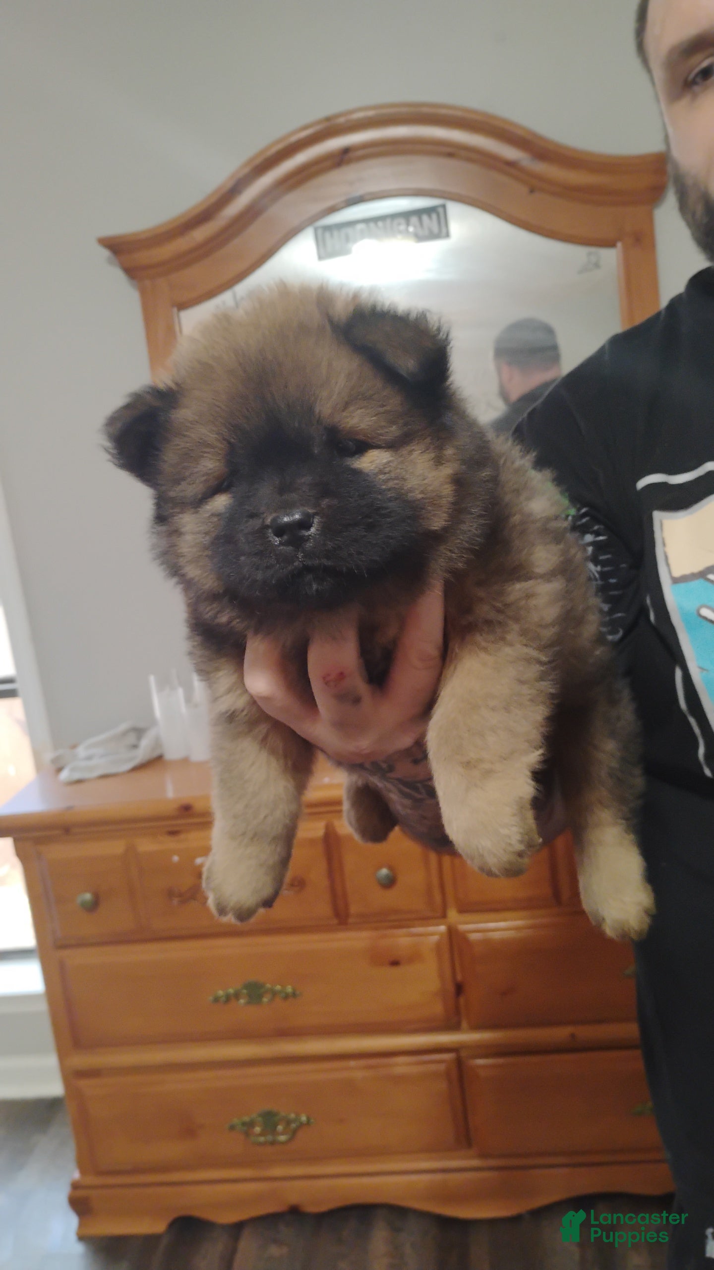 Chow Chow dogs Ana - Ad 4