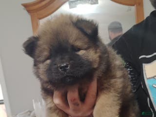 Chow Chow dogs Ana - Ad 5