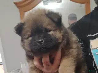 Chow Chow dogs Ana - Ad 4