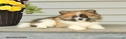 Pomeranian dogs for sale: Godwin - Ad 2