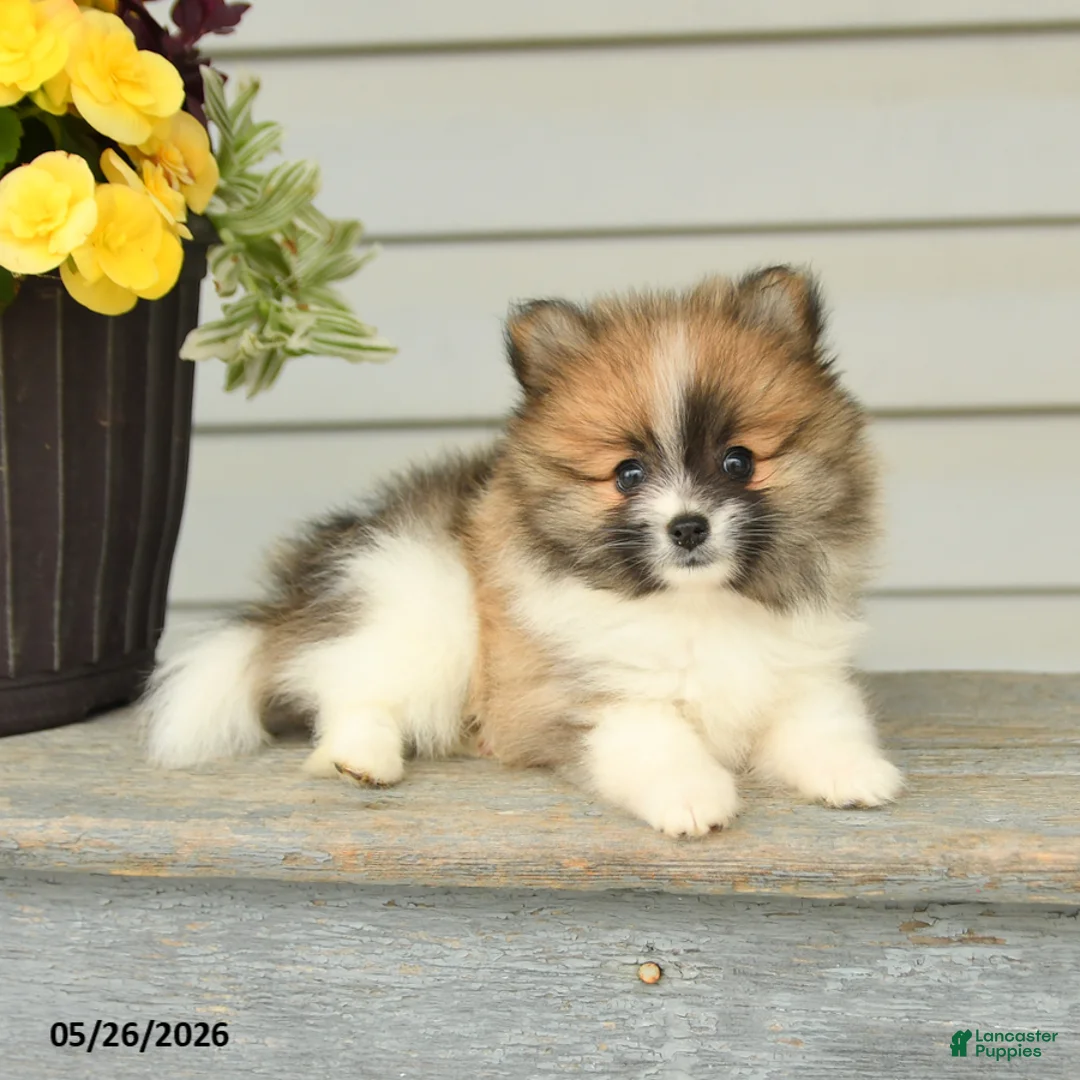Pomeranian dogs for sale: Godwin - Ad 2