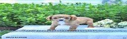 Cavalier King Charles Spaniel dogs for sale: Jackie - Ad 3