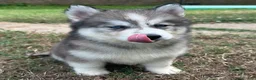 Siberian Husky dogs for sale: Chelsea - Ad 8