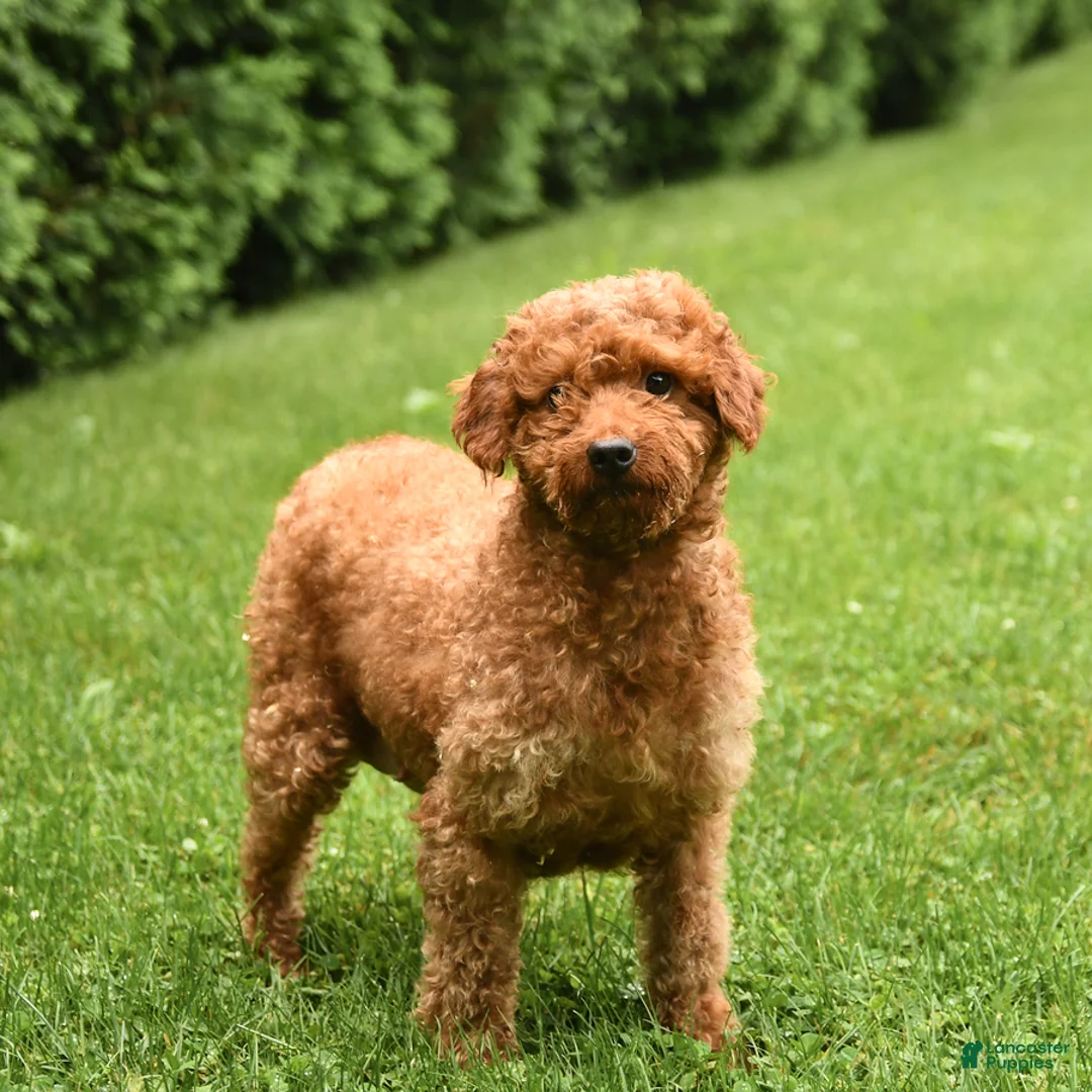 Mini Goldendoodle dogs for sale: Charlie - Ad 4