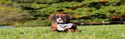 Boxer dogs for sale: Benji - Ad 6