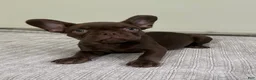 French Bulldog dogs for sale: Bear - Ad 10