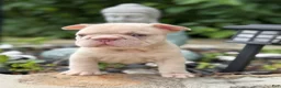 French Bulldog dogs for sale: Cherry - Ad 4