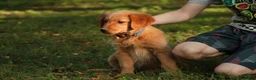 Golden Retriever dogs for sale: Amy Golden Retriever  - Ad 3